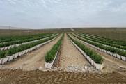 Vanguard blueberry farm