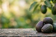 Hass avocado pile Adobe Stock
