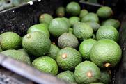 Westfalia avocados