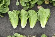 Renegade romaine lettuce Syngenta 2026
