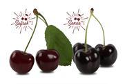 World Fresh Exports Sansia and Safirah cherries Canada