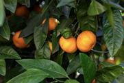 South Africa mandarins Adobe Stock