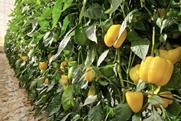 Semillas Fitó peppers