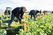 Celery harvesting Spain Adobe Stock