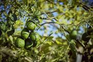 Avocados - jaime_AdobeStock