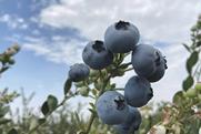 Fruitist blueberries