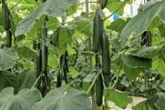 Fitó courgettes