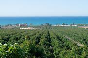 Montosa fields
