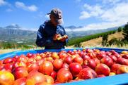 South Africa stonefruit arvest in bins Hortgro