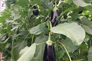 BE aubergines
