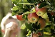 DE BayWa Bodensee apples