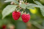 CH Swissfruit berries himbeeren-schweizer-obstverband_54626003284_l