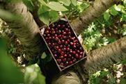 Spanish Picota cherries box in tree