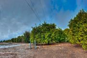 Muddy grounds on a California citrus orchard after the rain.