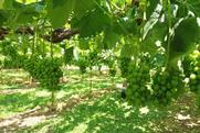 Shine Muscat Grape in Nagano Japan