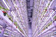 Smartkas Harlow strawberry farm