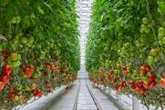 Tomato greenhouse
