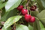 Argentine cherries