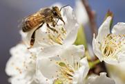 Bee pollinating stonefruit flower