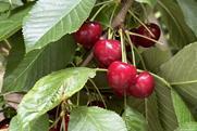 Argentine cherries
