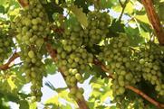 California table grapes Adobe Stock
