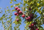 Murcian stonefruit El Ciruelo C