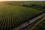 South Africa Raisin harvesting landscape