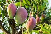 Taiwan mangoes production Adobe Stock