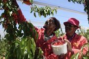 Cherry picking Ceres South Africa