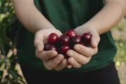 Picota cherries in hand Spain