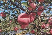 Apples in a Shandong Orchard, China