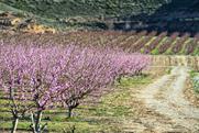 Spanish stonefruit