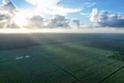 Fyffes banana farm Belize