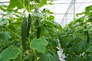 Cucumber growers face rising energy costs