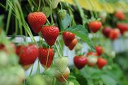 tabletop strawberries