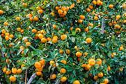 Japanese mandarins on tree