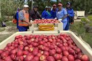 Bingo Gala apples South Africa