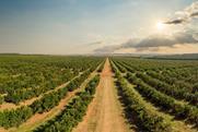 Brazil orange grove Adobe Stock
