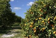Moroccan citrus