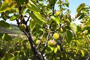 Southern Italy stonefruit Kölla Italia