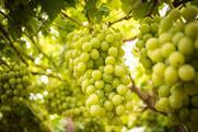 RSA South Africa table grapes Large