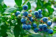 Blueberry bush Adobe Stock