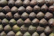 Rows of Hass avocados Adobe Stock