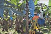 Chiquita Panama