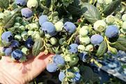 MegaEarly blueberries South Africa