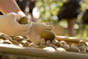 Foto: Zespri