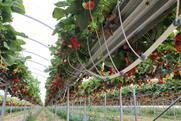 Daifressh hydroponic cultivation