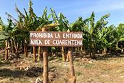 Panama Disease and Black Sigatoka continue to blight global banana production