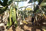 Chiquita Eta Iota storm damage