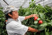 Mexican bell peppers Senasica